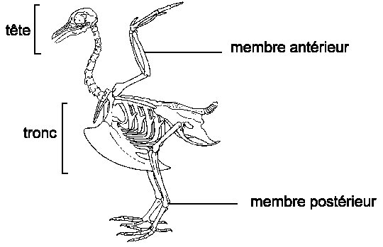 squelette-oiseau